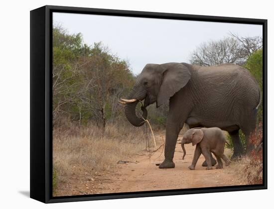 Elephant (Loxodonta Africana), Kapama Game Reserve, South Africa, Africa-Sergio Pitamitz-Framed Stretched Canvas