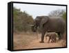 Elephant (Loxodonta Africana), Kapama Game Reserve, South Africa, Africa-Sergio Pitamitz-Framed Stretched Canvas