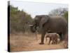 Elephant (Loxodonta Africana), Kapama Game Reserve, South Africa, Africa-Sergio Pitamitz-Stretched Canvas