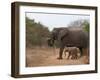 Elephant (Loxodonta Africana), Kapama Game Reserve, South Africa, Africa-Sergio Pitamitz-Framed Photographic Print