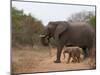 Elephant (Loxodonta Africana), Kapama Game Reserve, South Africa, Africa-Sergio Pitamitz-Mounted Photographic Print