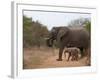 Elephant (Loxodonta Africana), Kapama Game Reserve, South Africa, Africa-Sergio Pitamitz-Framed Photographic Print