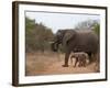 Elephant (Loxodonta Africana), Kapama Game Reserve, South Africa, Africa-Sergio Pitamitz-Framed Photographic Print