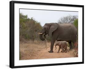 Elephant (Loxodonta Africana), Kapama Game Reserve, South Africa, Africa-Sergio Pitamitz-Framed Photographic Print