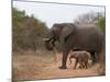 Elephant (Loxodonta Africana), Kapama Game Reserve, South Africa, Africa-Sergio Pitamitz-Mounted Photographic Print