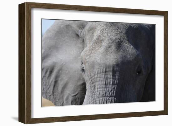 Elephant (Loxodonta africana), Khwai Concession, Okavango Delta, Botswana, Africa-Sergio Pitamitz-Framed Photographic Print