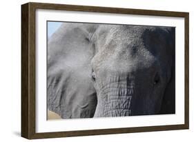 Elephant (Loxodonta africana), Khwai Concession, Okavango Delta, Botswana, Africa-Sergio Pitamitz-Framed Photographic Print