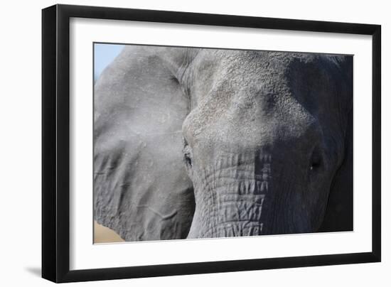 Elephant (Loxodonta africana), Khwai Concession, Okavango Delta, Botswana, Africa-Sergio Pitamitz-Framed Photographic Print