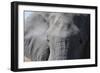 Elephant (Loxodonta africana), Khwai Concession, Okavango Delta, Botswana, Africa-Sergio Pitamitz-Framed Photographic Print