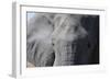 Elephant (Loxodonta africana), Khwai Concession, Okavango Delta, Botswana, Africa-Sergio Pitamitz-Framed Photographic Print