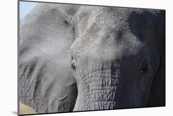 Elephant (Loxodonta africana), Khwai Concession, Okavango Delta, Botswana, Africa-Sergio Pitamitz-Mounted Photographic Print