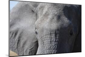 Elephant (Loxodonta africana), Khwai Concession, Okavango Delta, Botswana, Africa-Sergio Pitamitz-Mounted Photographic Print