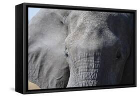 Elephant (Loxodonta africana), Khwai Concession, Okavango Delta, Botswana, Africa-Sergio Pitamitz-Framed Stretched Canvas