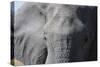 Elephant (Loxodonta africana), Khwai Concession, Okavango Delta, Botswana, Africa-Sergio Pitamitz-Stretched Canvas