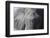 Elephant (Loxodonta africana), Khwai Concession, Okavango Delta, Botswana, Africa-Sergio Pitamitz-Framed Photographic Print