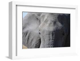 Elephant (Loxodonta africana), Khwai Concession, Okavango Delta, Botswana, Africa-Sergio Pitamitz-Framed Photographic Print