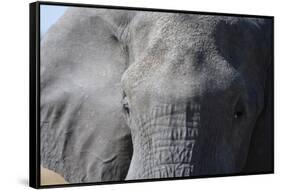 Elephant (Loxodonta africana), Khwai Concession, Okavango Delta, Botswana, Africa-Sergio Pitamitz-Framed Stretched Canvas