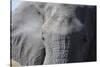 Elephant (Loxodonta africana), Khwai Concession, Okavango Delta, Botswana, Africa-Sergio Pitamitz-Stretched Canvas