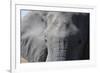 Elephant (Loxodonta africana), Khwai Concession, Okavango Delta, Botswana, Africa-Sergio Pitamitz-Framed Photographic Print