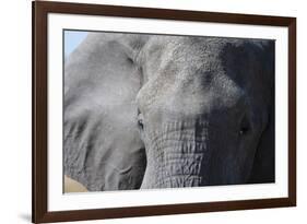 Elephant (Loxodonta africana), Khwai Concession, Okavango Delta, Botswana, Africa-Sergio Pitamitz-Framed Photographic Print