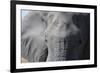 Elephant (Loxodonta africana), Khwai Concession, Okavango Delta, Botswana, Africa-Sergio Pitamitz-Framed Photographic Print