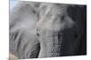 Elephant (Loxodonta africana), Khwai Concession, Okavango Delta, Botswana, Africa-Sergio Pitamitz-Mounted Photographic Print