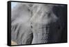 Elephant (Loxodonta africana), Khwai Concession, Okavango Delta, Botswana, Africa-Sergio Pitamitz-Framed Stretched Canvas