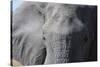 Elephant (Loxodonta africana), Khwai Concession, Okavango Delta, Botswana, Africa-Sergio Pitamitz-Stretched Canvas