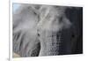 Elephant (Loxodonta africana), Khwai Concession, Okavango Delta, Botswana, Africa-Sergio Pitamitz-Framed Photographic Print