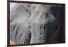 Elephant (Loxodonta africana), Khwai Concession, Okavango Delta, Botswana, Africa-Sergio Pitamitz-Framed Photographic Print