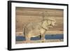 Elephant (Loxodonta Africana) Mudbathing, Etosha National Park, Namibia, Africa-Ann and Steve Toon-Framed Photographic Print