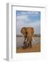 Elephant (Loxodonta africana) resting trunk on its tusk, Zimanga game reserve, KwaZulu-Natal, South-Ann and Steve Toon-Framed Photographic Print