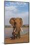 Elephant (Loxodonta africana) resting trunk on its tusk, Zimanga game reserve, KwaZulu-Natal, South-Ann and Steve Toon-Mounted Photographic Print