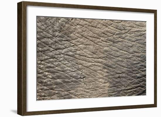 Elephant (Loxodonta Africana) Skin, Addo Elephant National Park, South Africa, Africa-Ann and Steve Toon-Framed Photographic Print