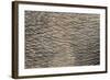 Elephant (Loxodonta Africana) Skin, Addo Elephant National Park, South Africa, Africa-Ann and Steve Toon-Framed Photographic Print