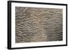 Elephant (Loxodonta Africana) Skin, Addo Elephant National Park, South Africa, Africa-Ann and Steve Toon-Framed Photographic Print