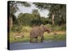 Elephant, Loxodonta Africana, with Waterbuck, at Water in Kruger National Park-Steve & Ann Toon-Stretched Canvas