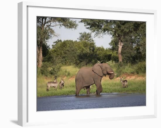 Elephant, Loxodonta Africana, with Waterbuck, at Water in Kruger National Park-Steve & Ann Toon-Framed Photographic Print