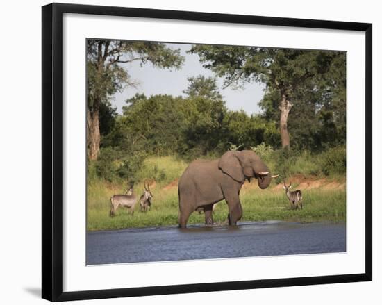 Elephant, Loxodonta Africana, with Waterbuck, at Water in Kruger National Park-Steve & Ann Toon-Framed Photographic Print
