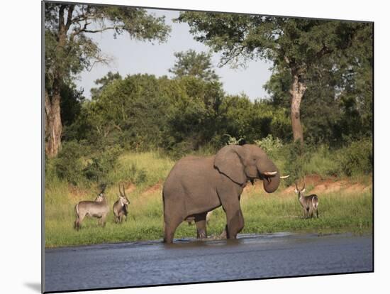 Elephant, Loxodonta Africana, with Waterbuck, at Water in Kruger National Park-Steve & Ann Toon-Mounted Photographic Print