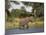 Elephant, Loxodonta Africana, with Waterbuck, at Water in Kruger National Park-Steve & Ann Toon-Mounted Photographic Print