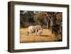 Elephant mom and calf. Camelthorn Lodge. Hwange National Park. Zimbabwe.-Tom Norring-Framed Photographic Print