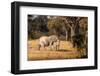 Elephant mom and calf. Camelthorn Lodge. Hwange National Park. Zimbabwe.-Tom Norring-Framed Photographic Print