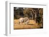 Elephant mom and calf. Camelthorn Lodge. Hwange National Park. Zimbabwe.-Tom Norring-Framed Photographic Print