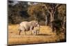 Elephant mom and calf. Camelthorn Lodge. Hwange National Park. Zimbabwe.-Tom Norring-Mounted Photographic Print