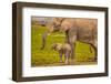 Elephant Mother and Calf, Amboseli National Park, Africa-John Wilson-Framed Photographic Print