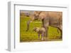 Elephant Mother and Calf, Amboseli National Park, Africa-John Wilson-Framed Photographic Print