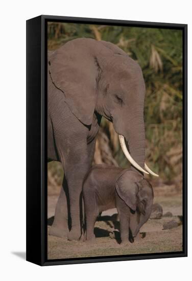 Elephant Mother Watching Baby-DLILLC-Framed Stretched Canvas