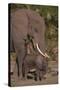 Elephant Mother Watching Baby-DLILLC-Stretched Canvas