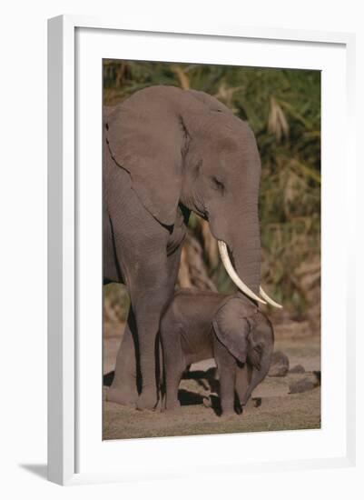 Elephant Mother Watching Baby-DLILLC-Framed Photographic Print